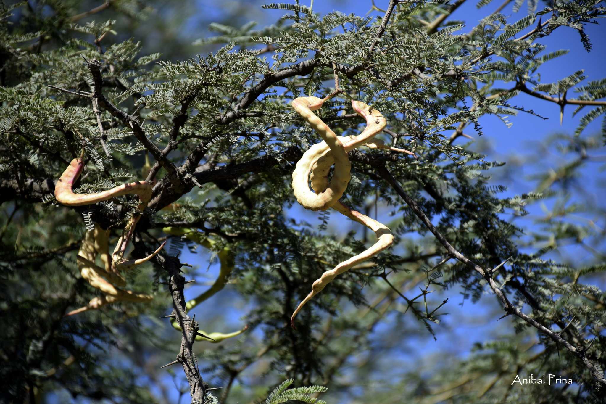 Neltuma caldenia