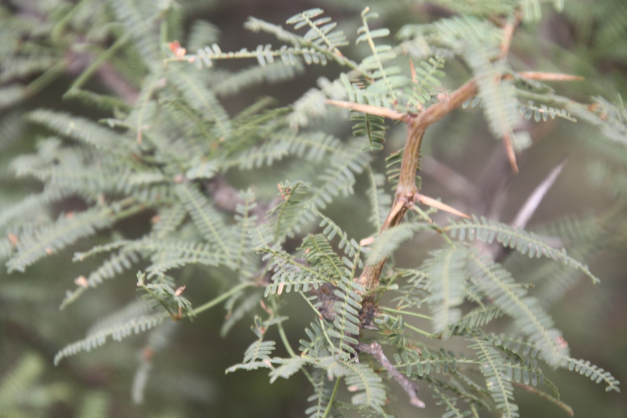 Neltuma caldenia
