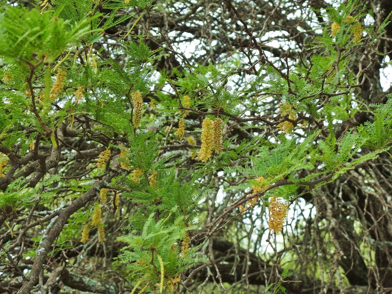Neltuma caldenia