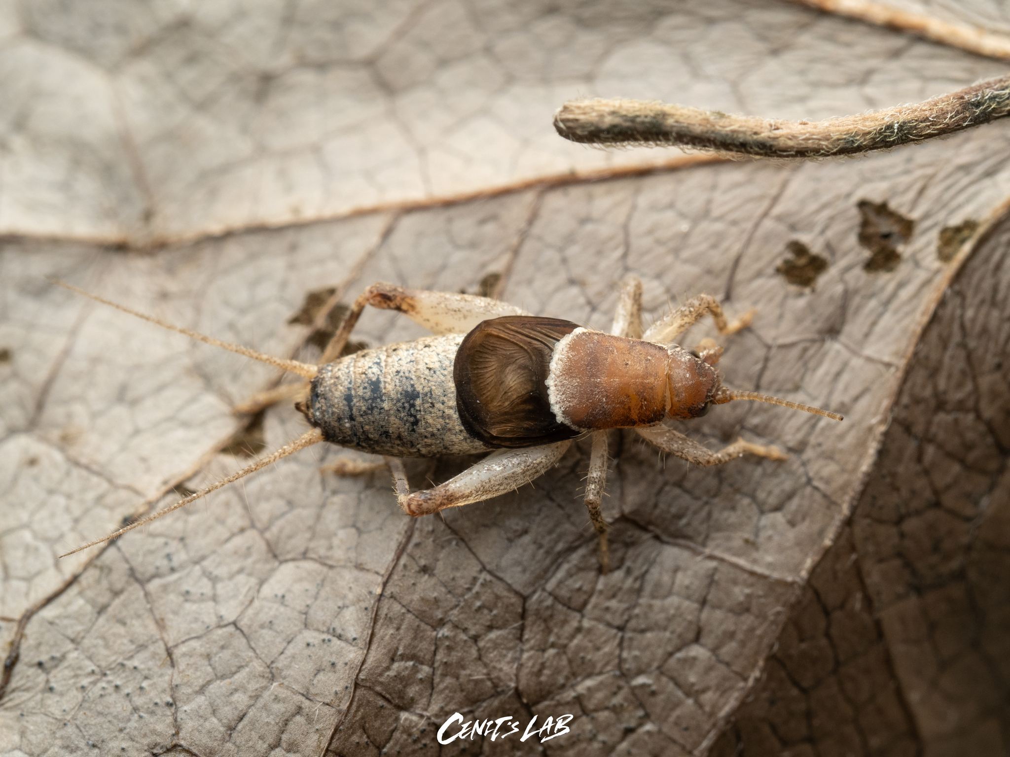Ornebius