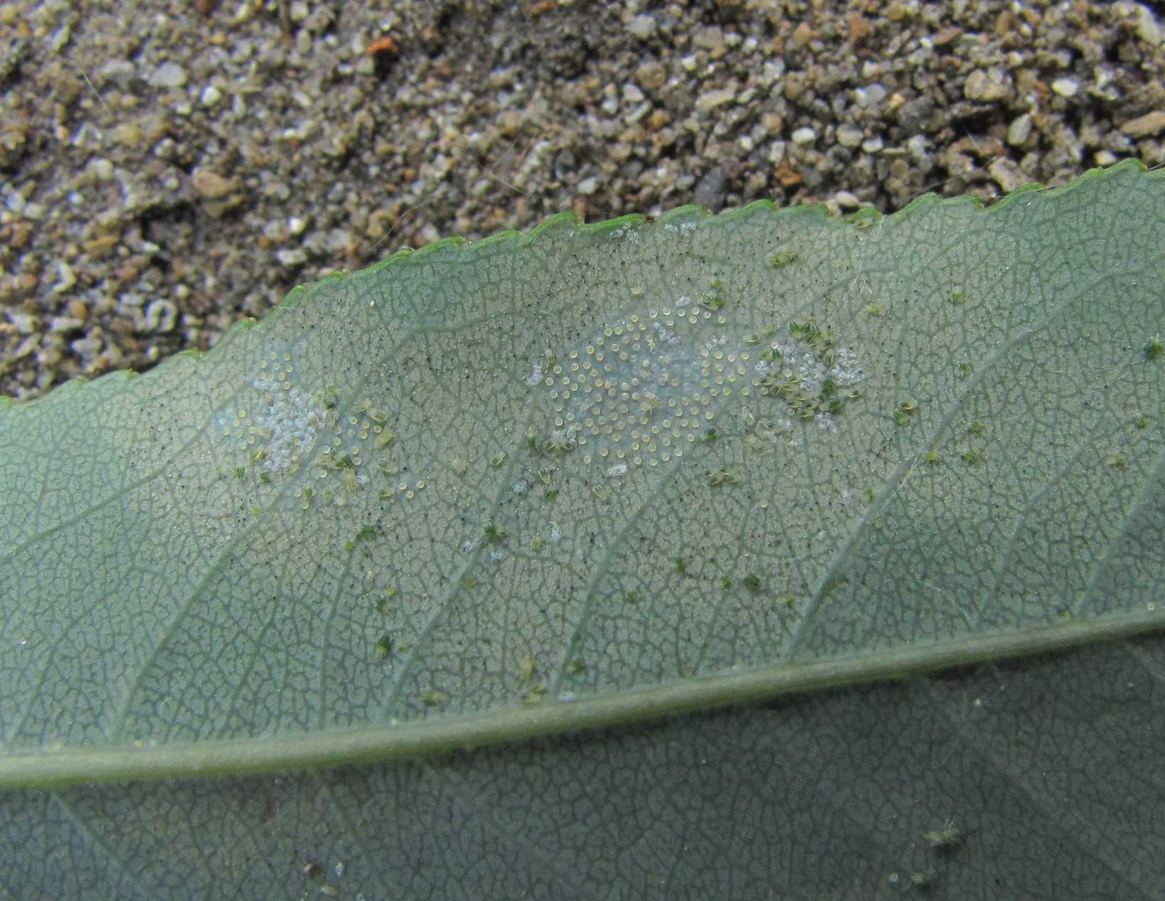 Schizotetranychus schizopus