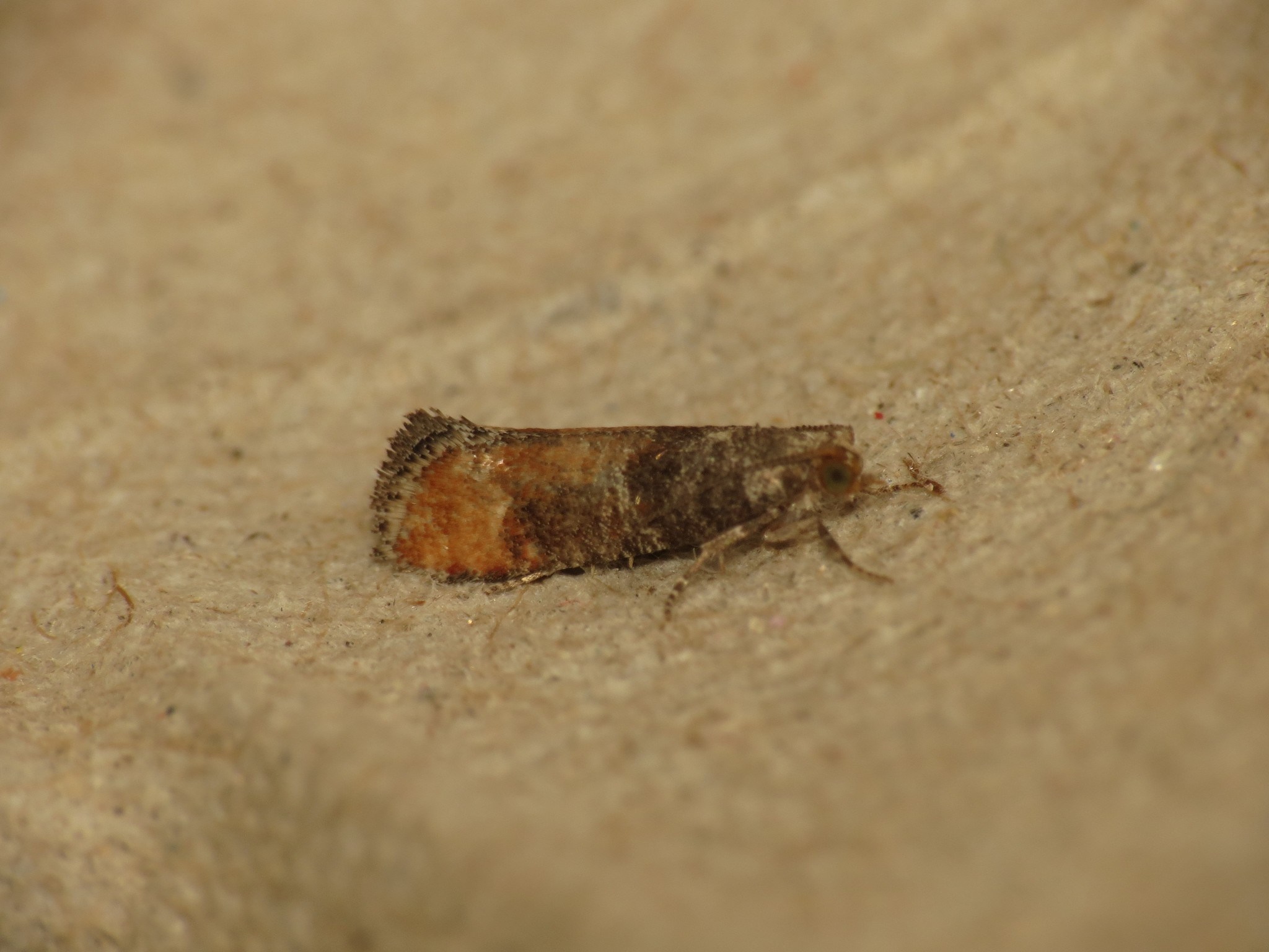 Clavigesta