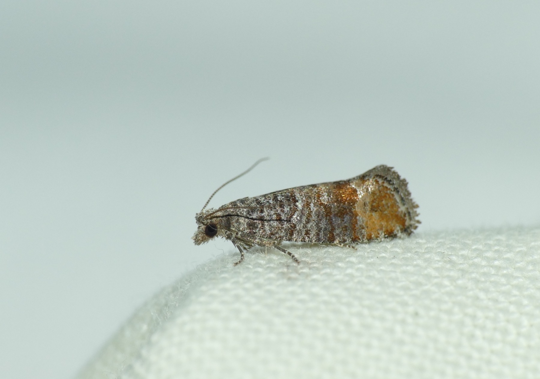 Clavigesta