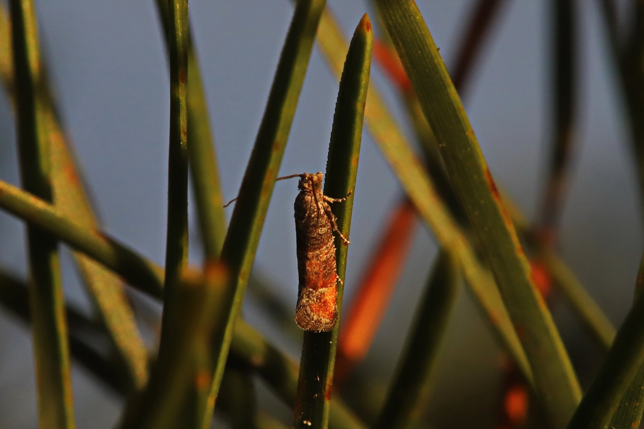 Clavigesta