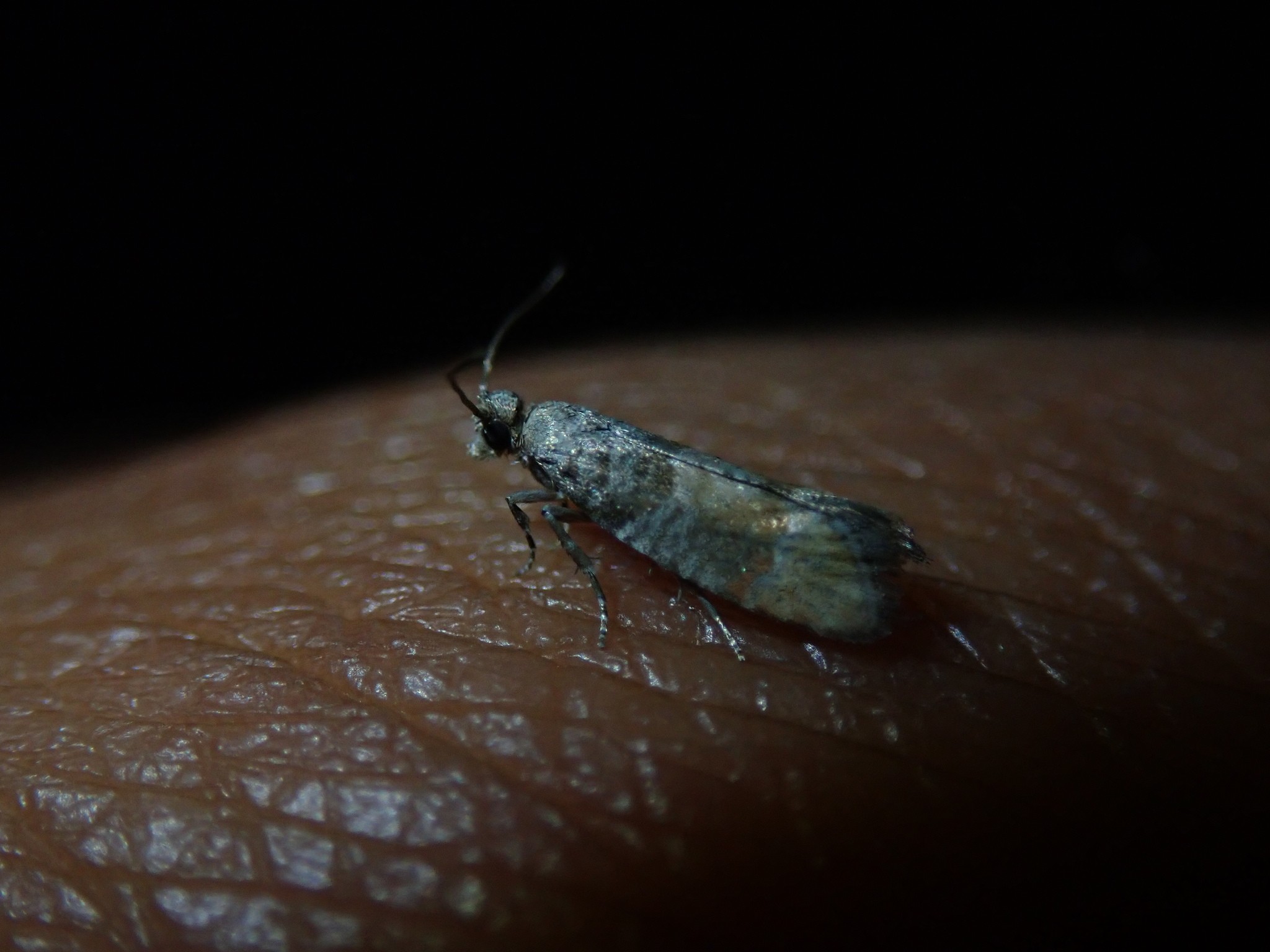 Clavigesta