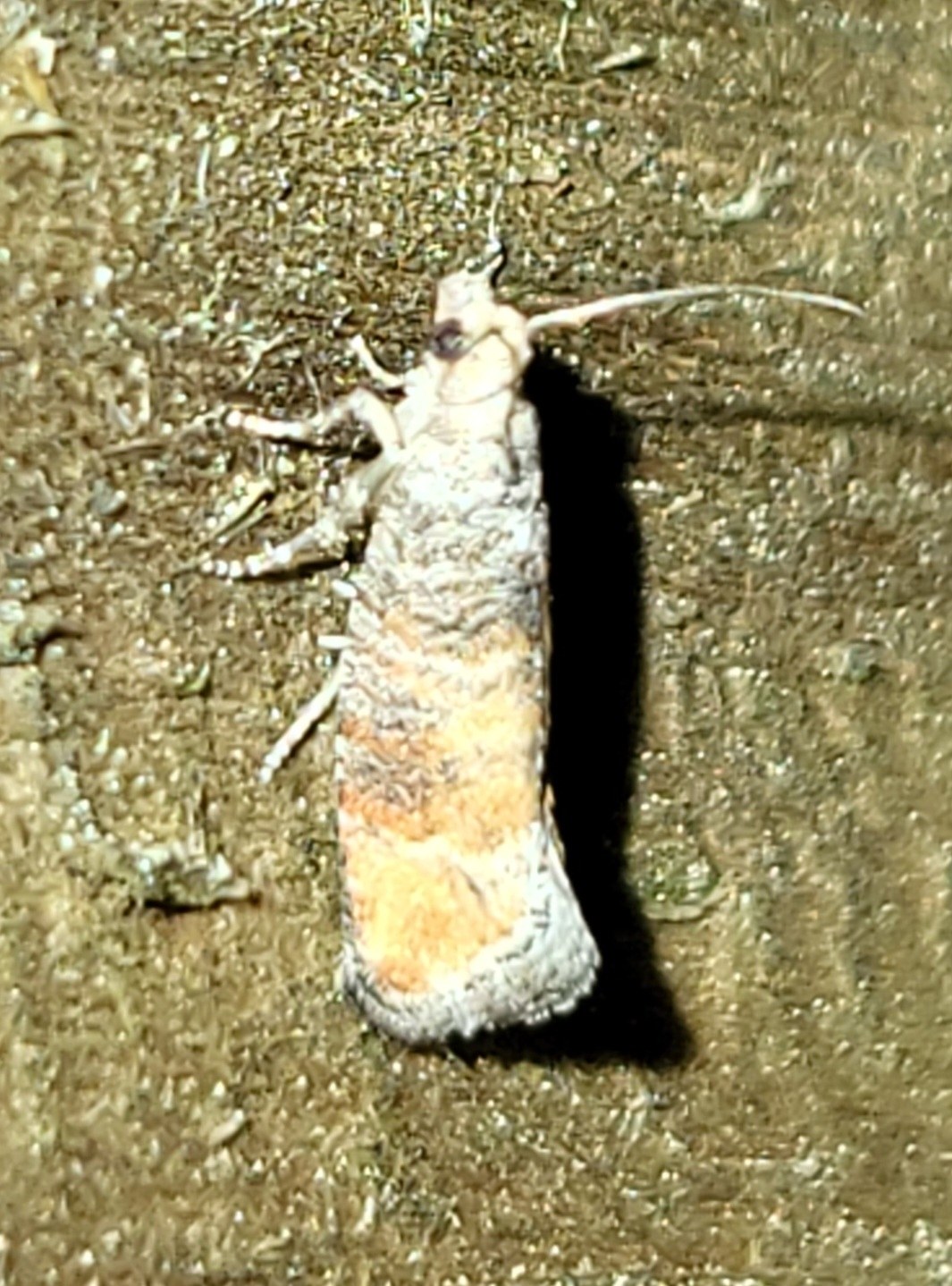 Clavigesta