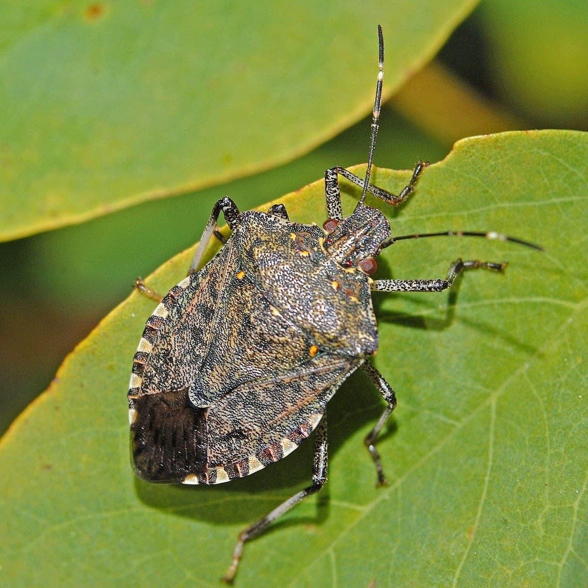 Halyomorpha halys