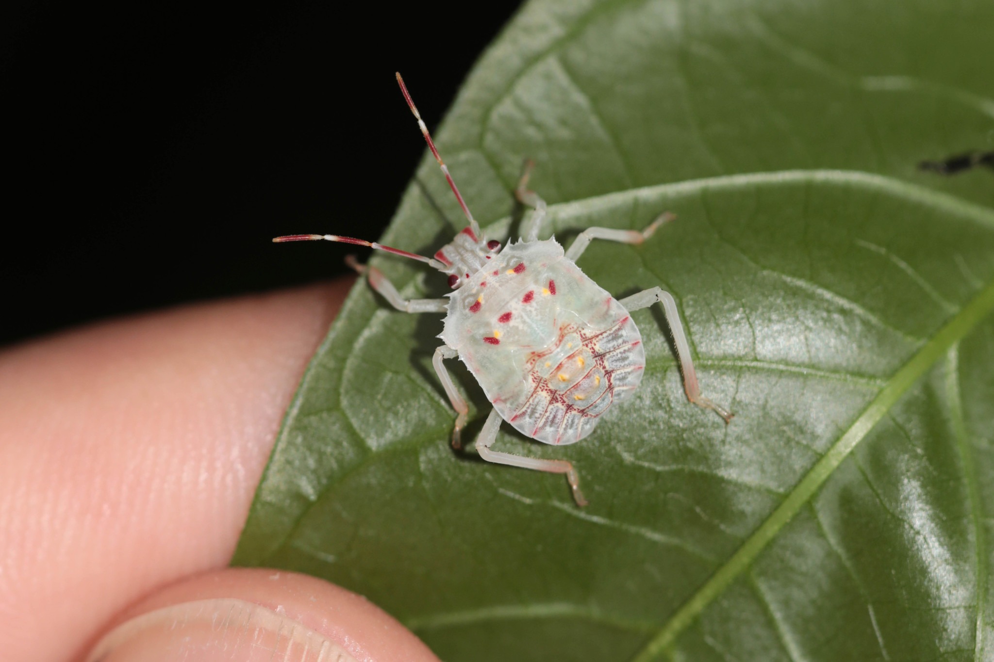 Halyomorpha halys
