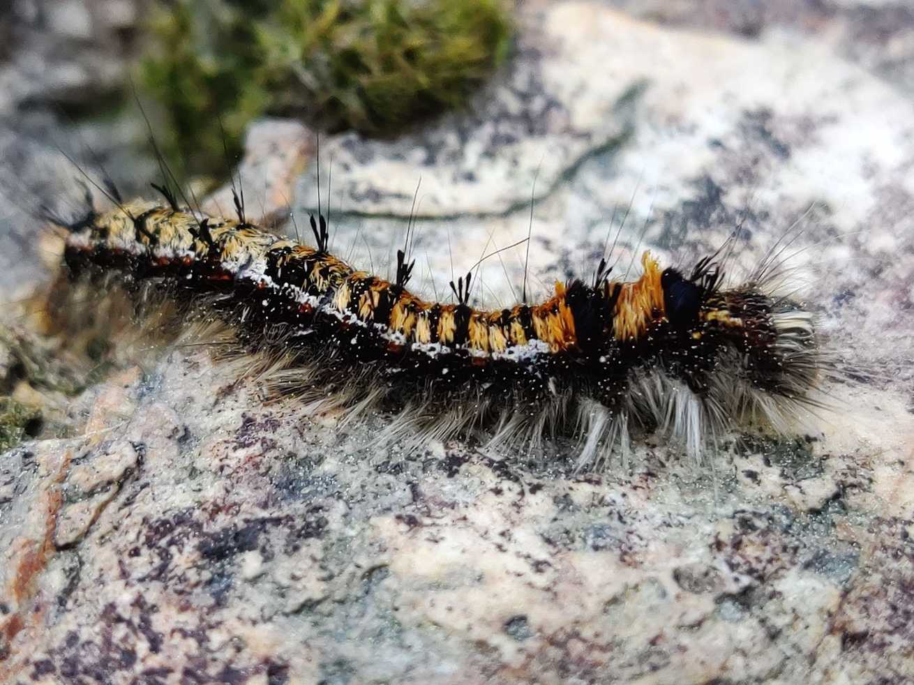 Dendrolimus punctatus
