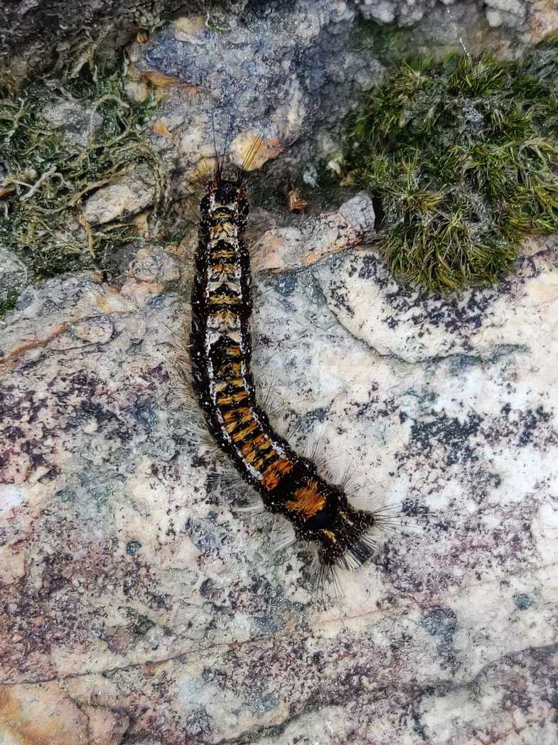 Dendrolimus punctatus