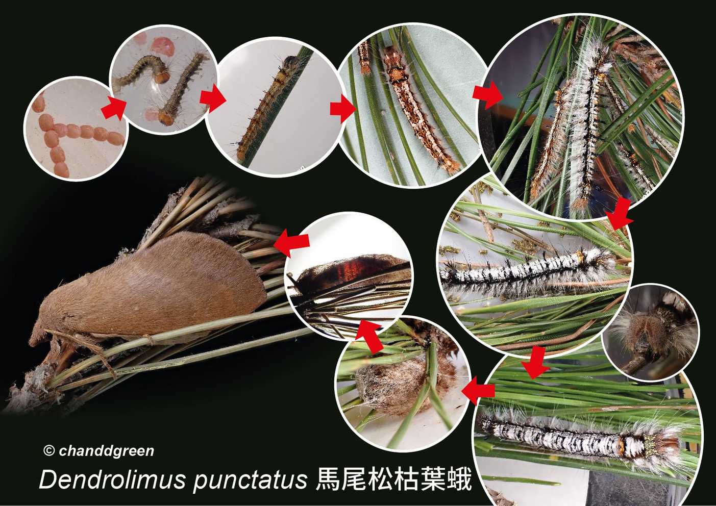 Dendrolimus punctatus