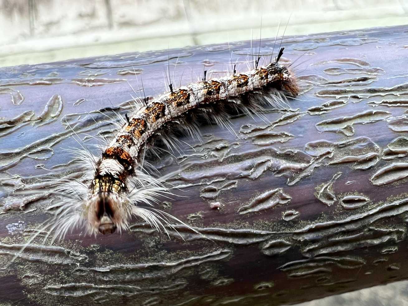 Dendrolimus punctatus