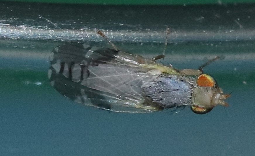 Trupanea bisetosa
