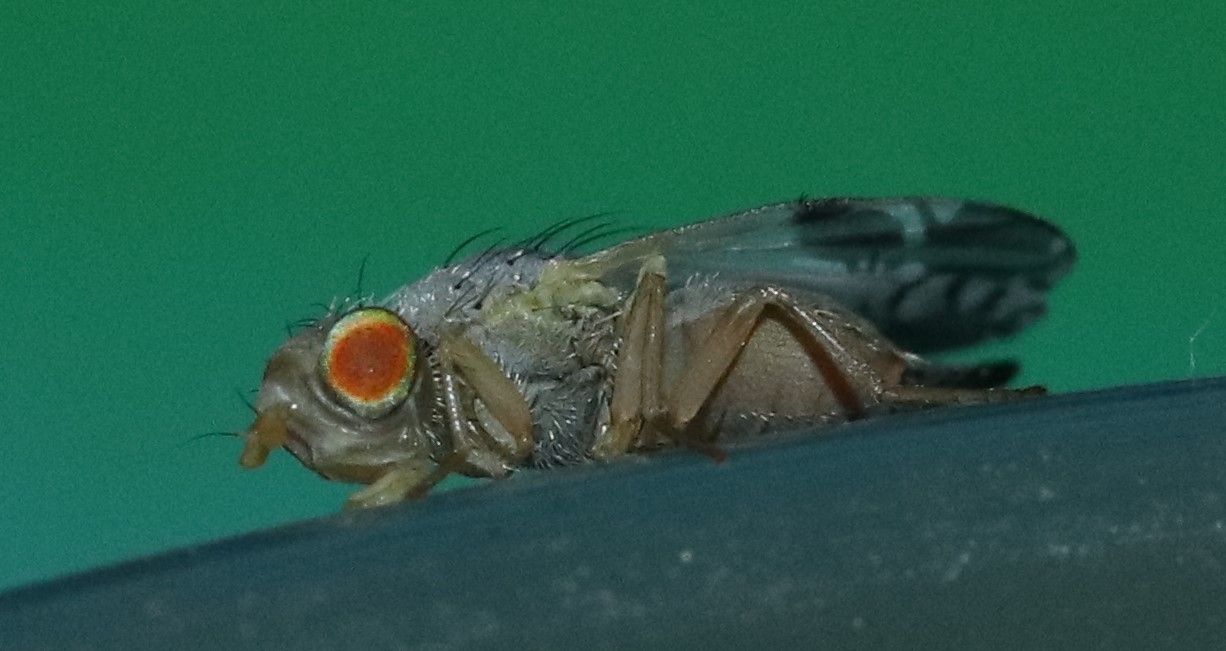 Trupanea bisetosa