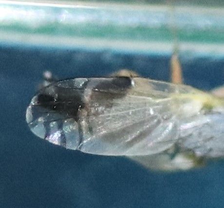 Trupanea bisetosa