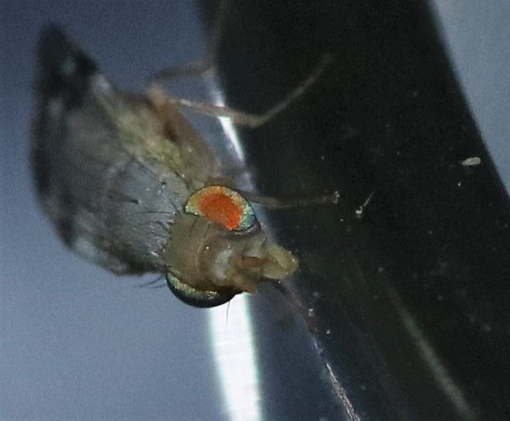 Trupanea bisetosa