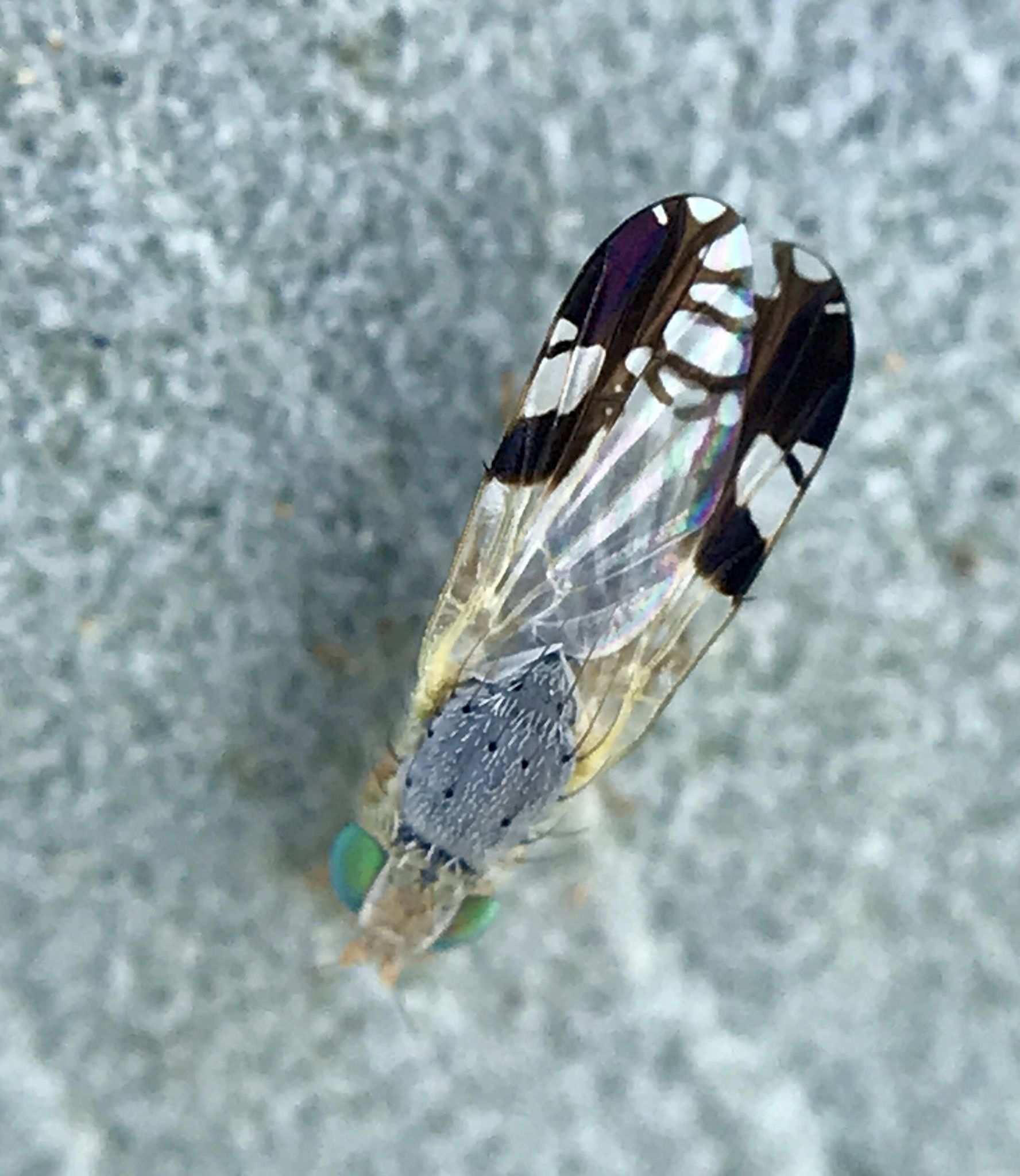 Trupanea bisetosa