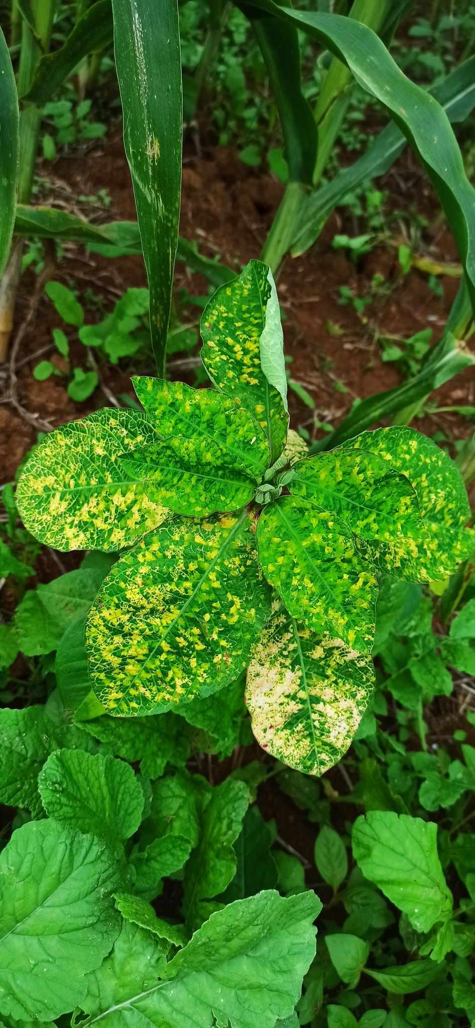 Euphorbia mosaic virus