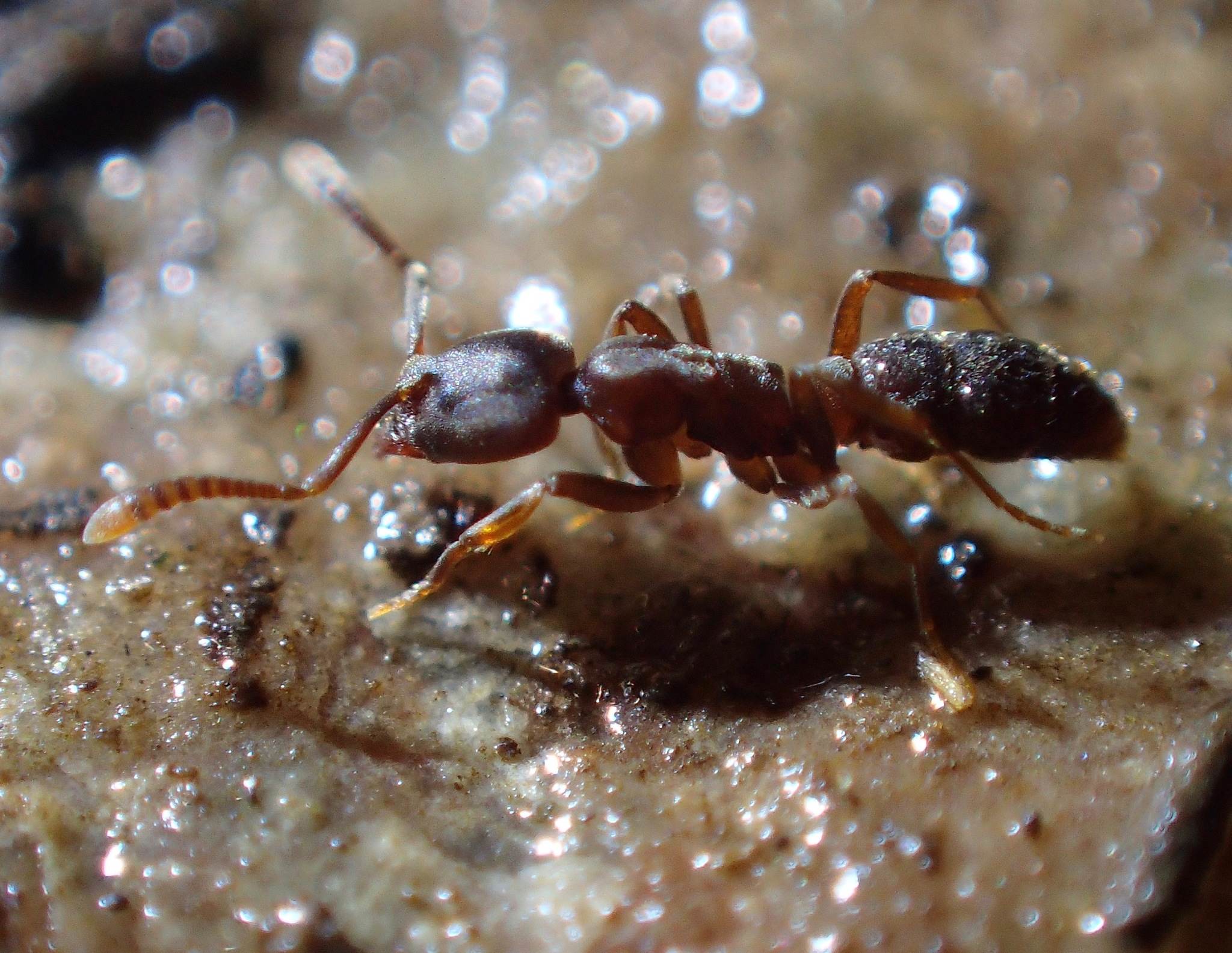 Hypoponera punctatissima