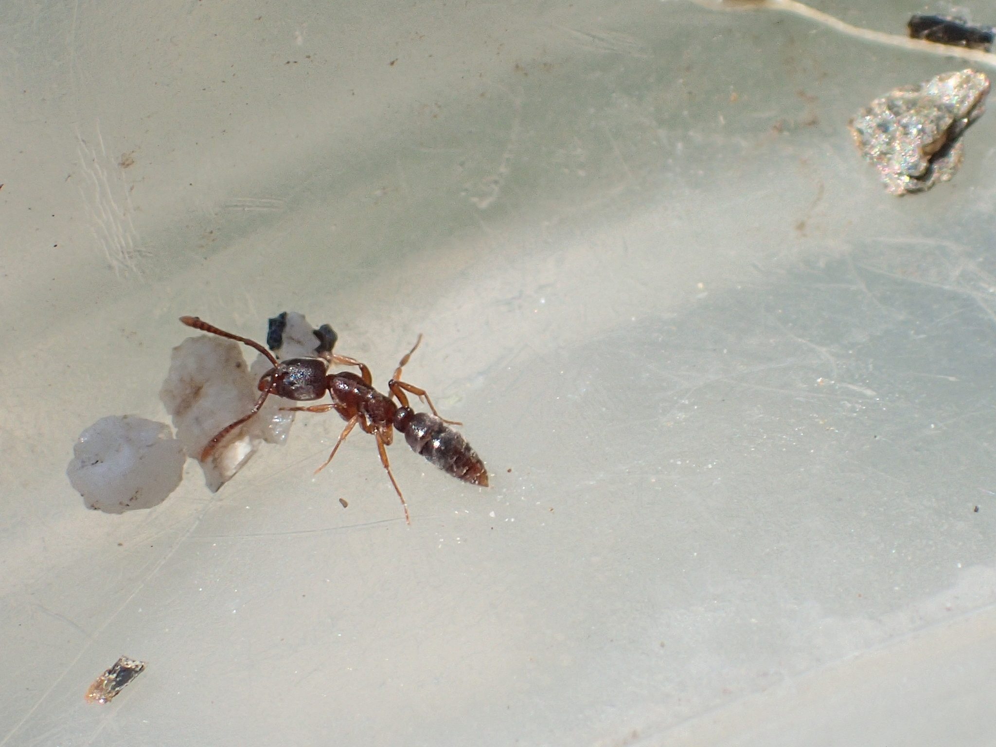 Hypoponera punctatissima