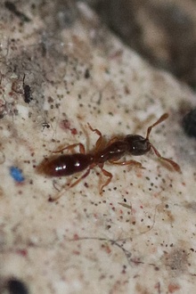 Hypoponera punctatissima