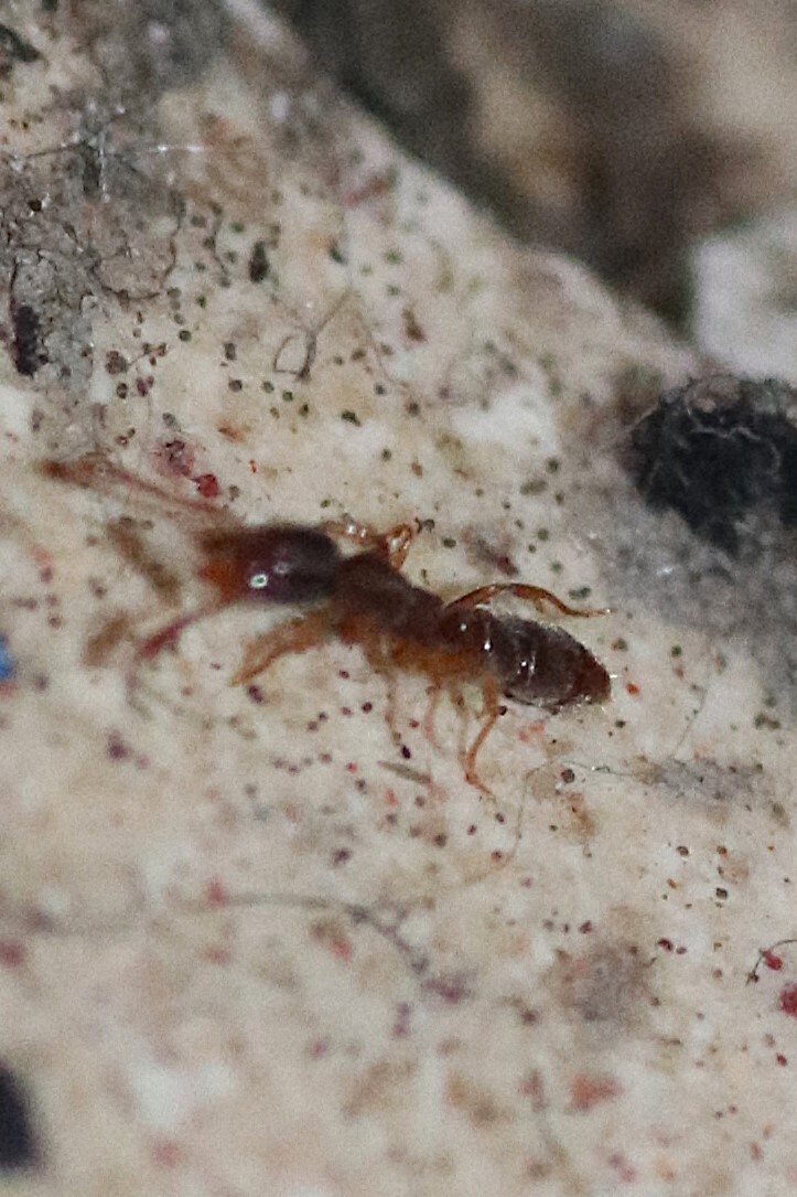 Hypoponera punctatissima