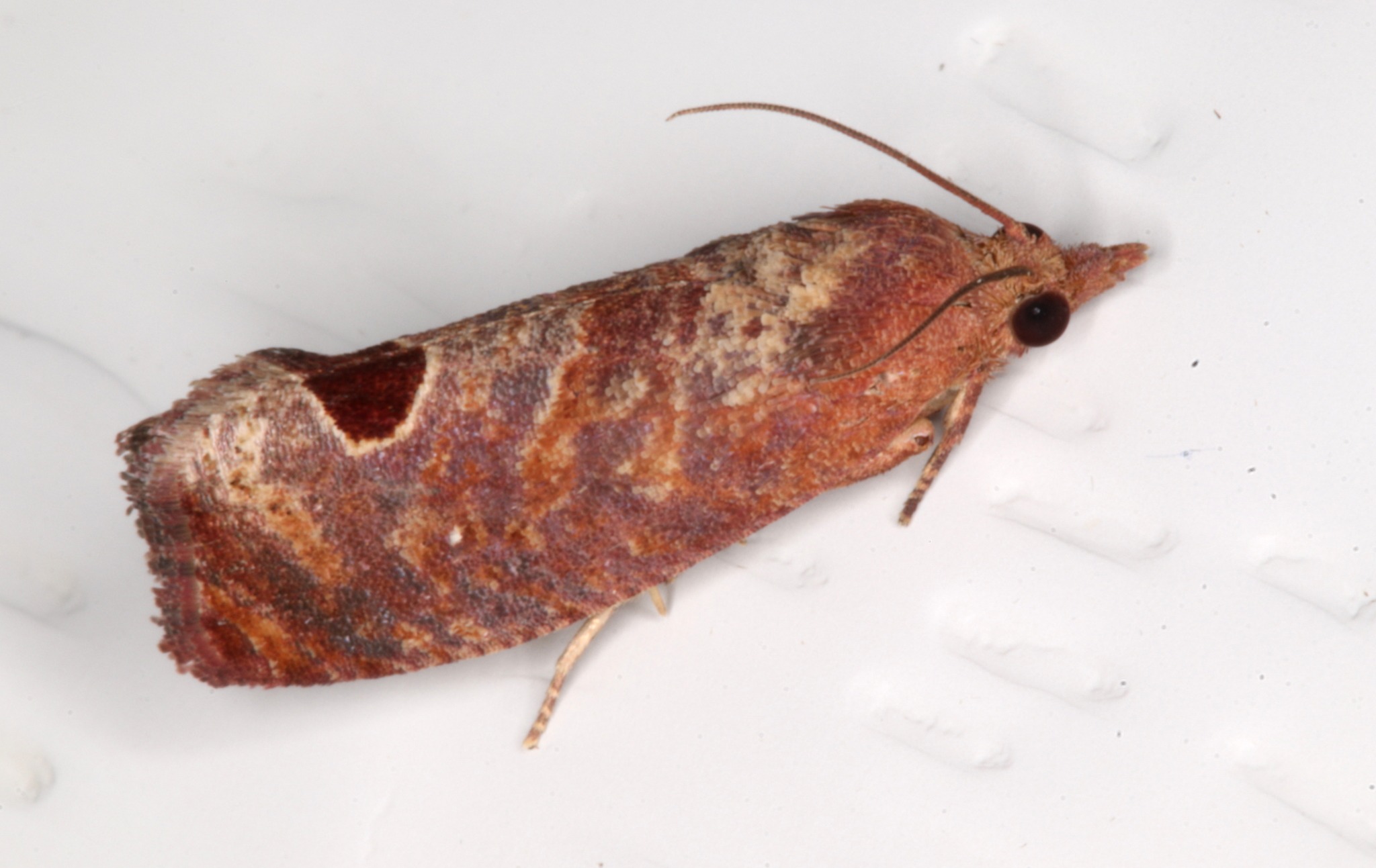 Cryptophlebia ombrodelta