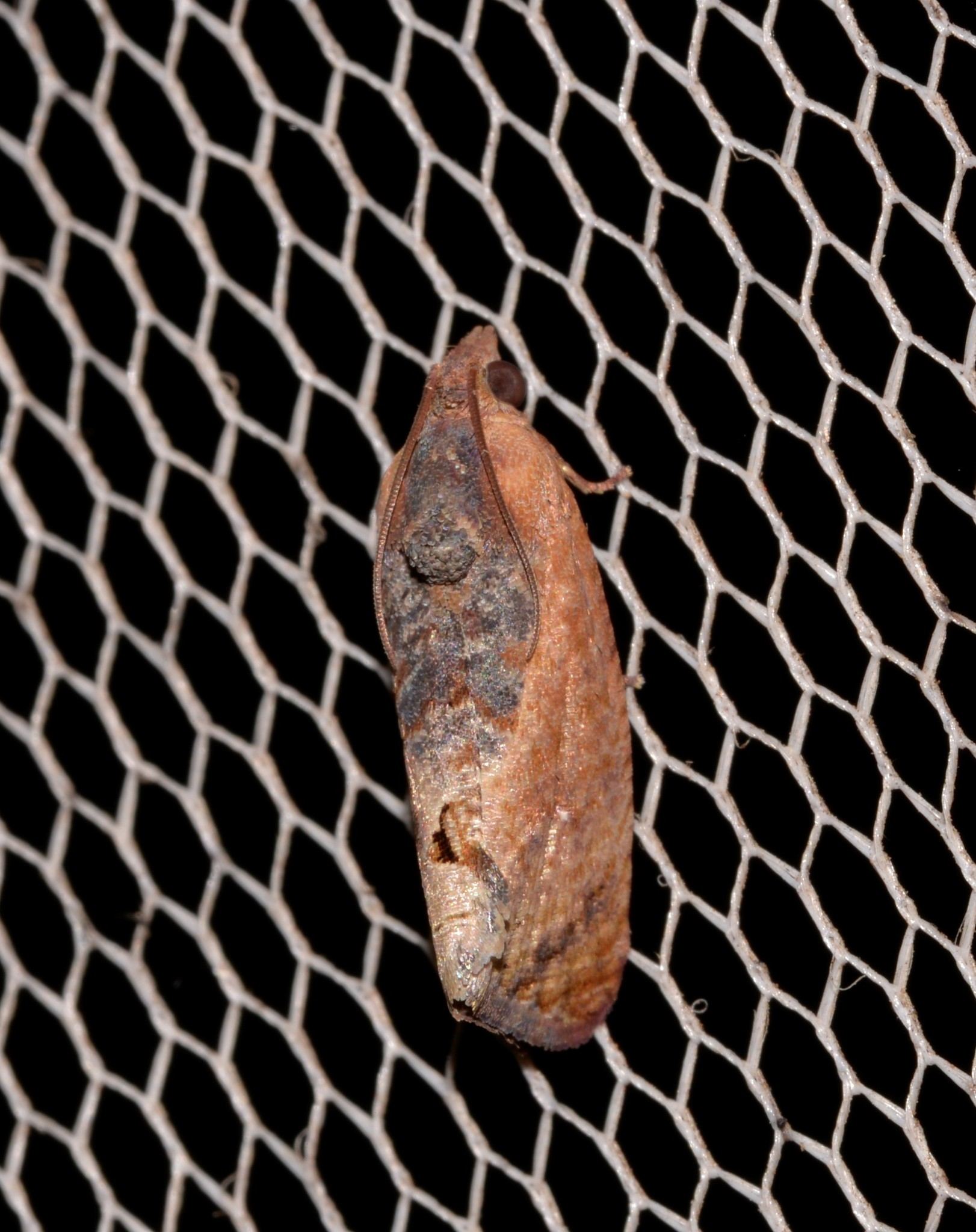 Cryptophlebia ombrodelta