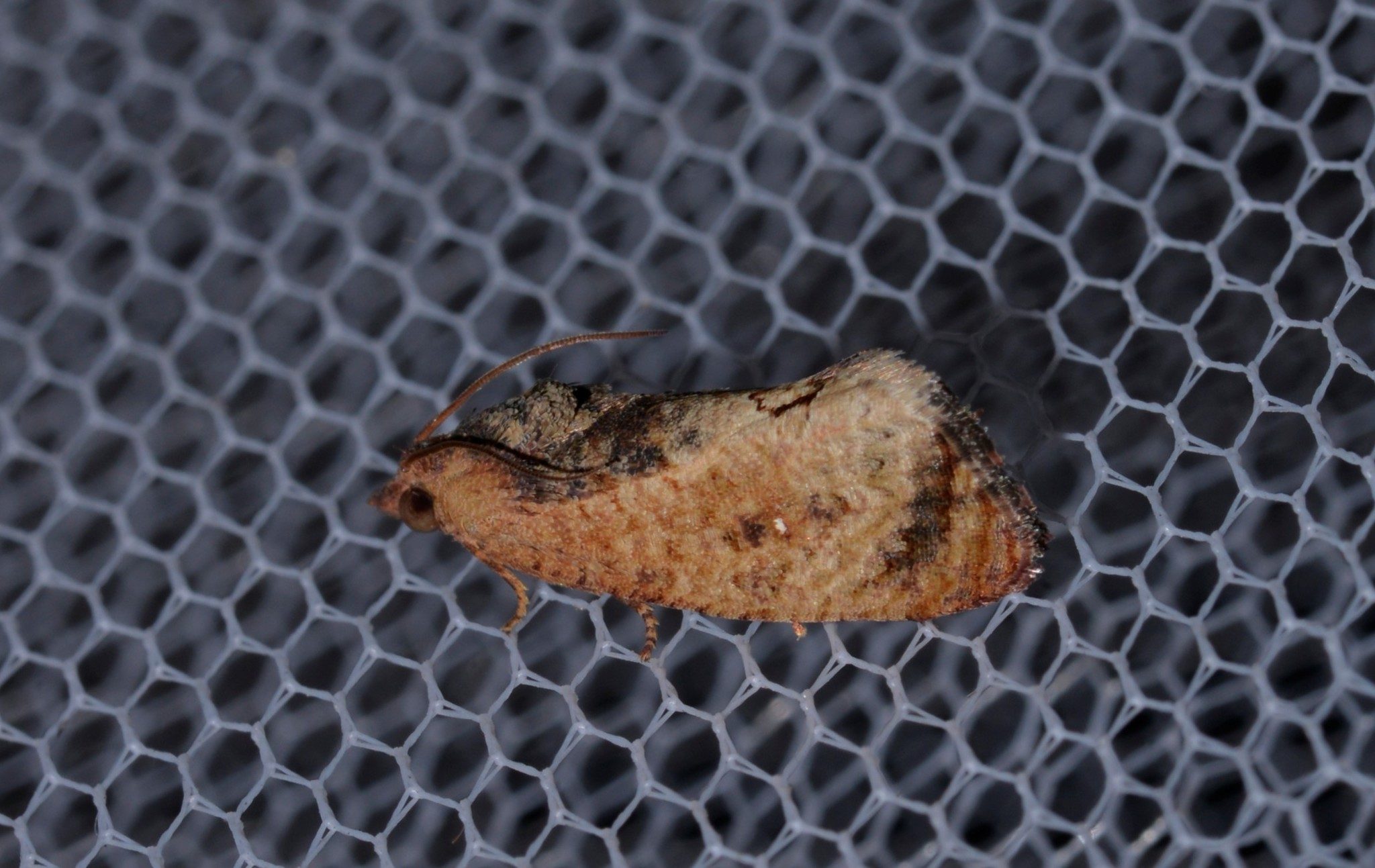 Cryptophlebia ombrodelta