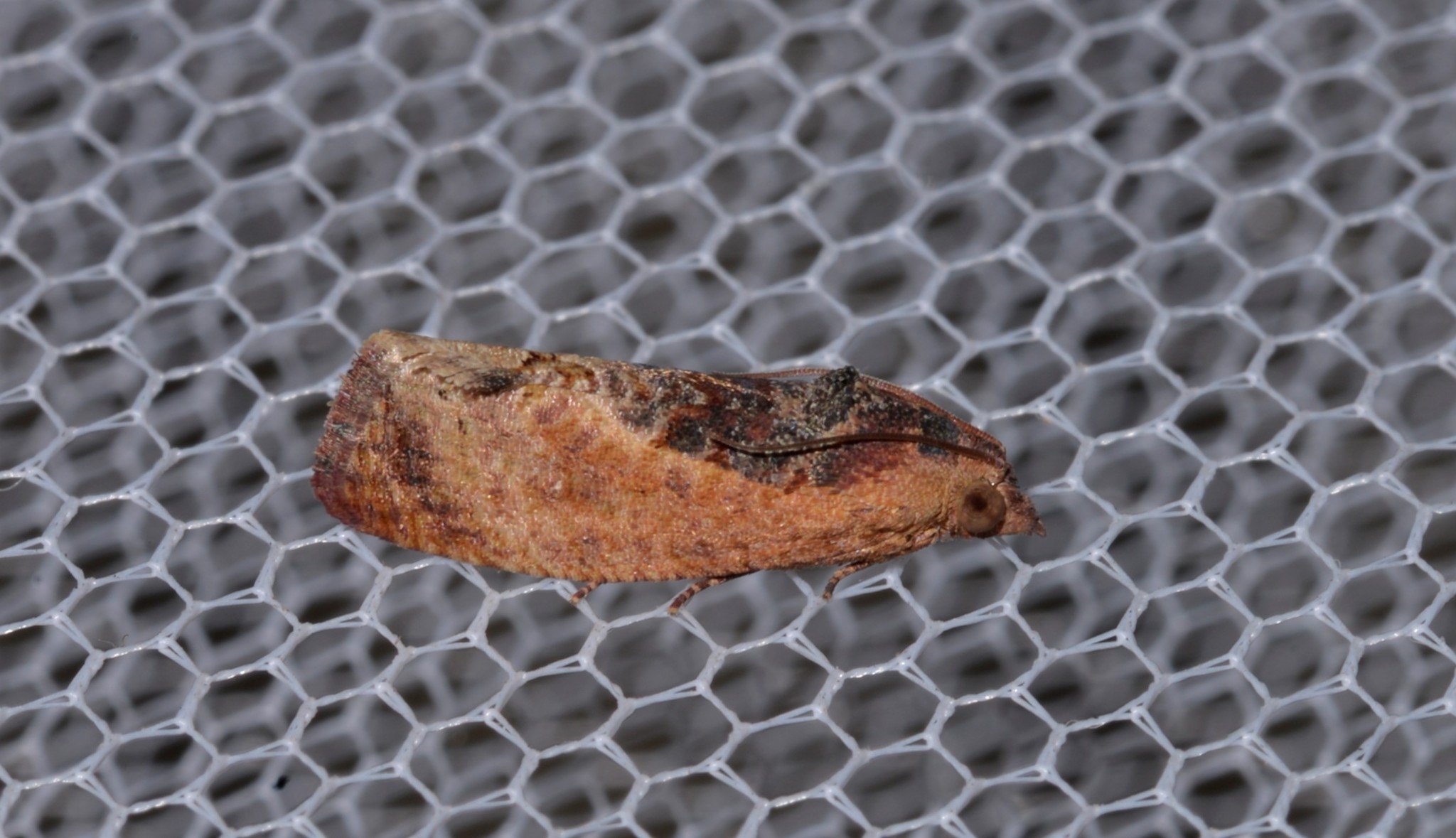 Cryptophlebia ombrodelta