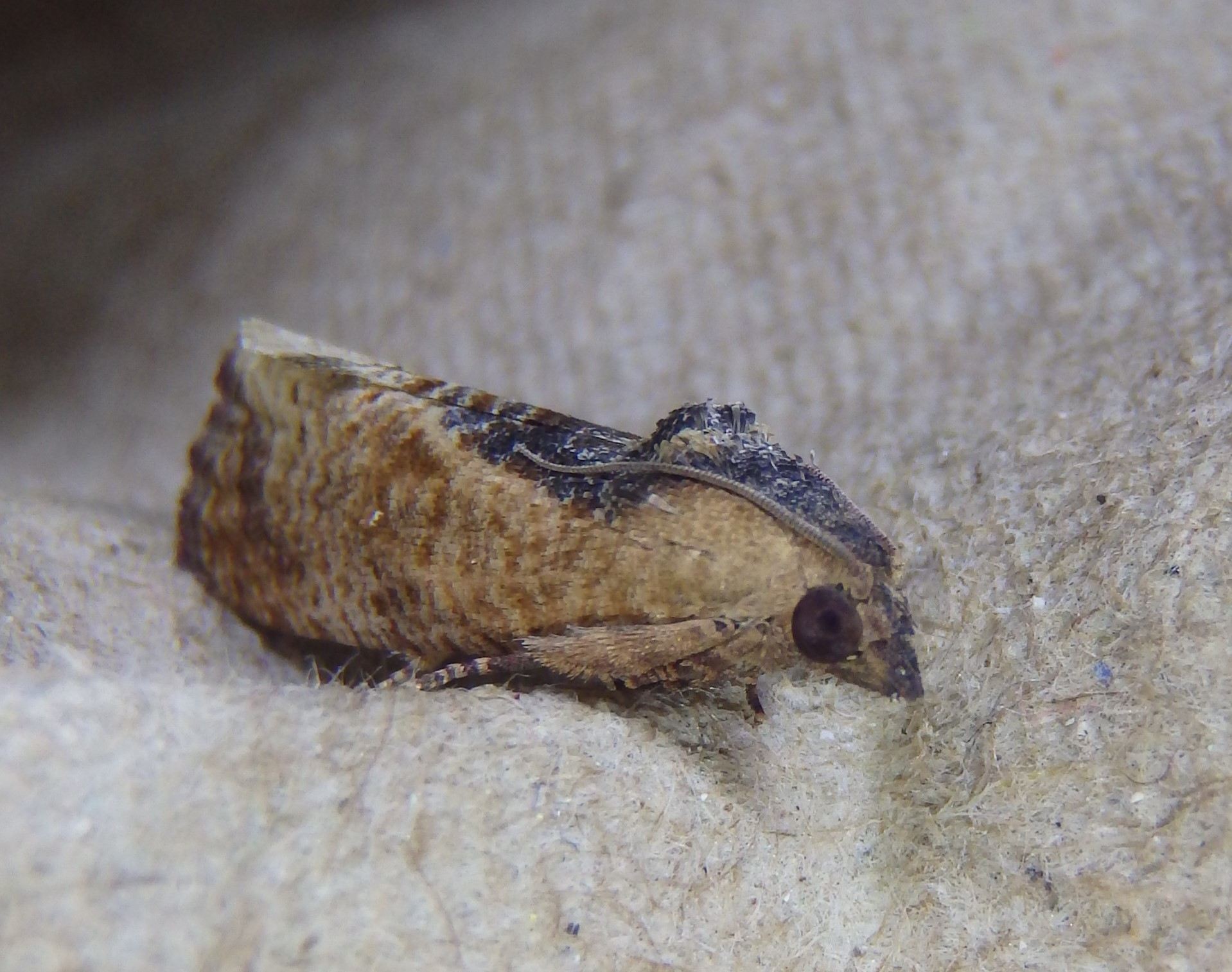 Cryptophlebia ombrodelta