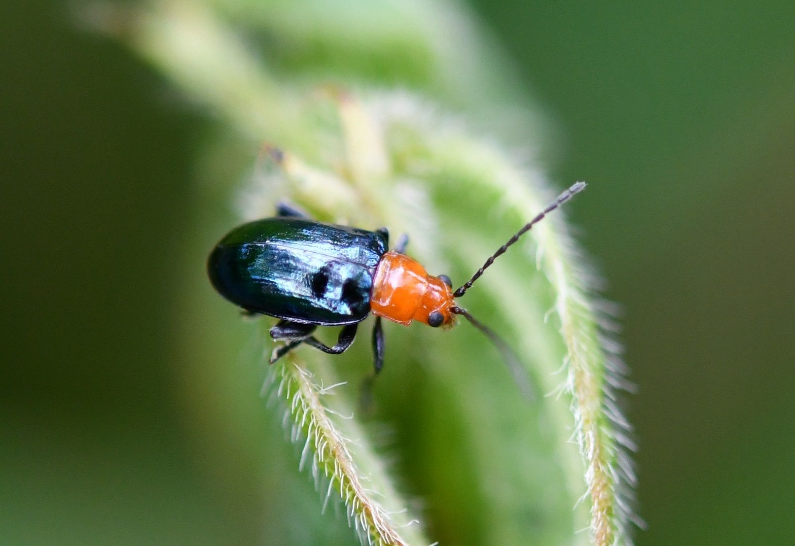 Diphaulaca