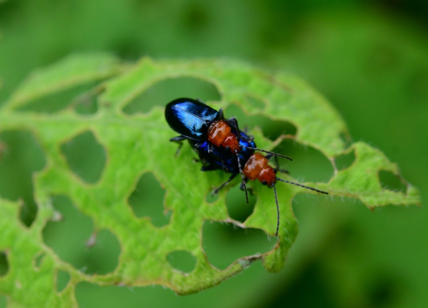 Diphaulaca