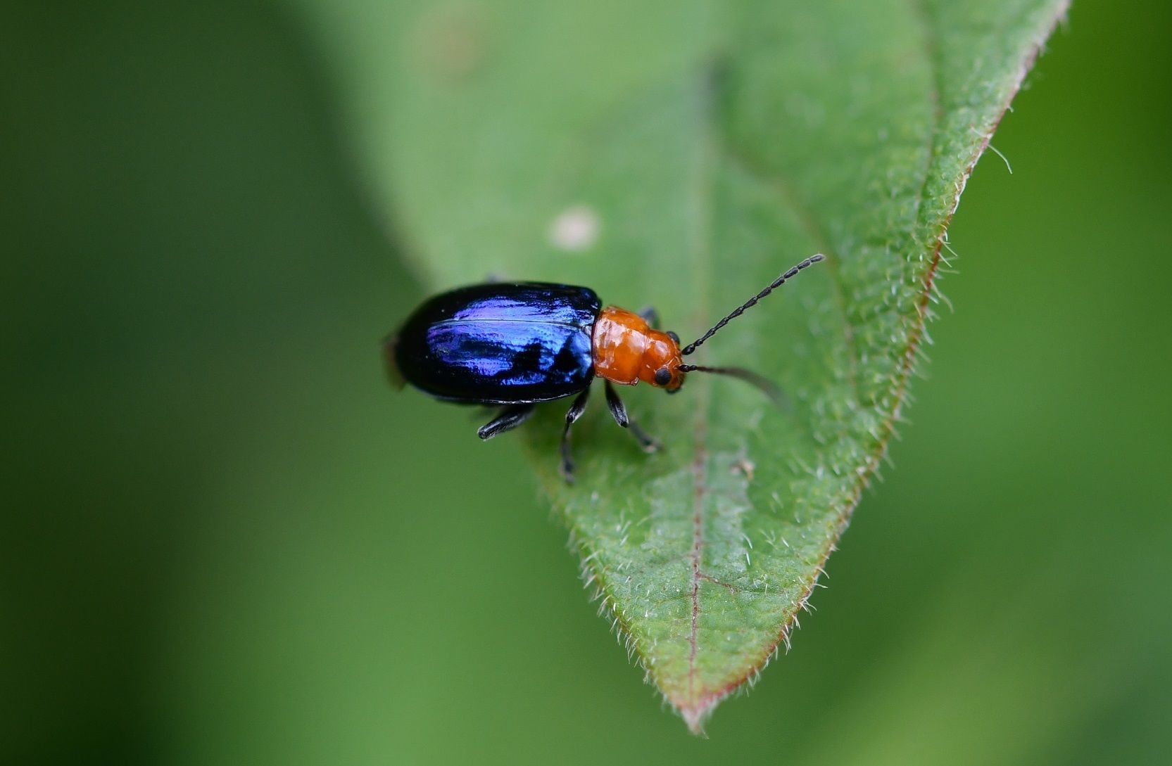 Diphaulaca