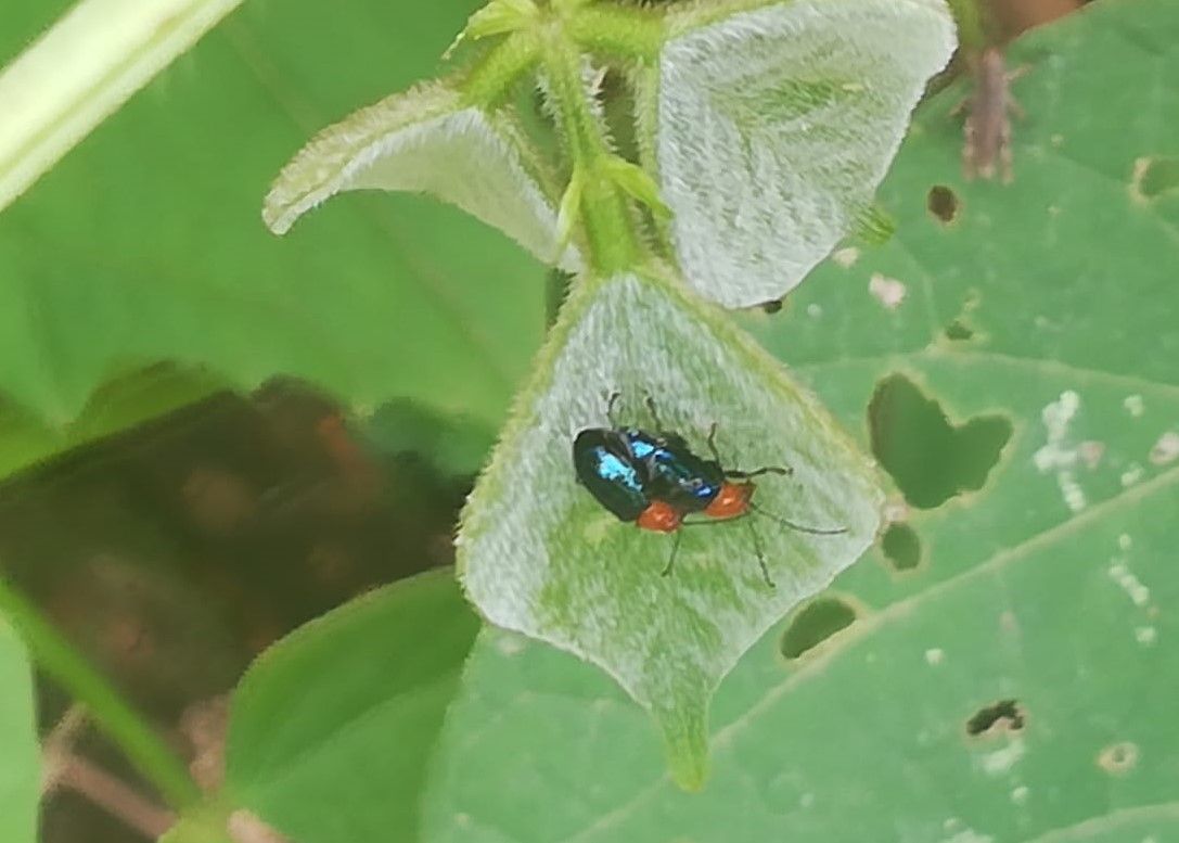 Diphaulaca
