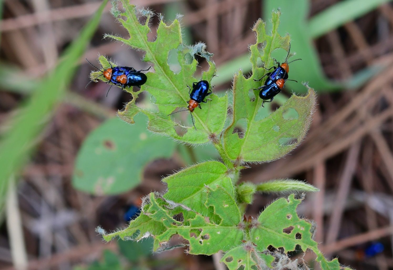 Diphaulaca