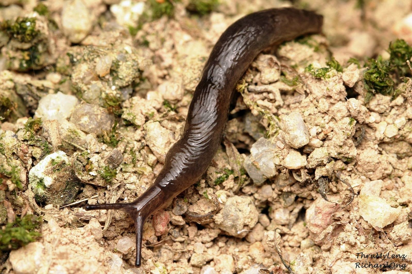 Deroceras laeve