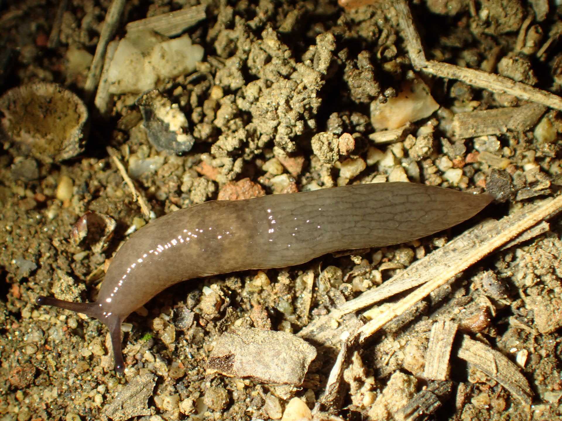 Deroceras laeve