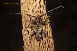 Psapharochrus