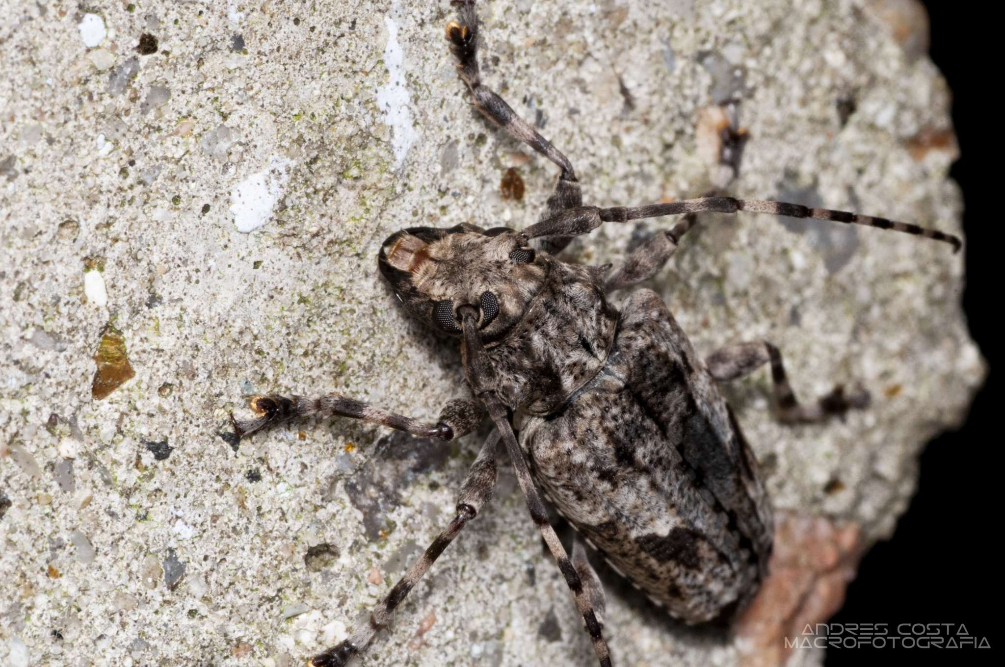 Psapharochrus