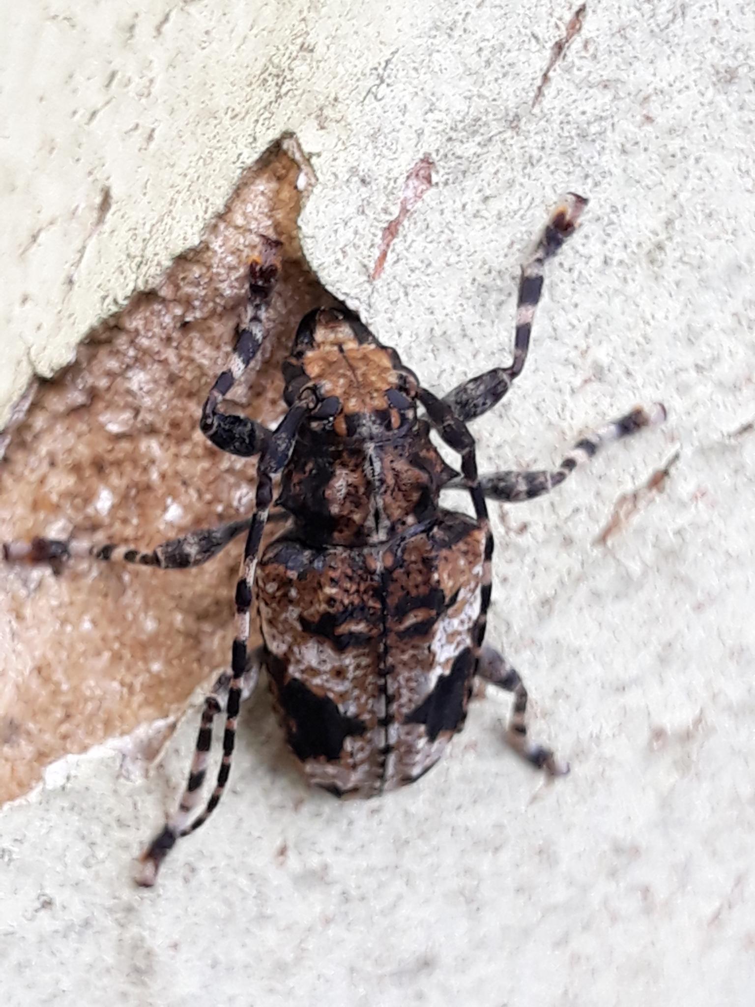 Psapharochrus