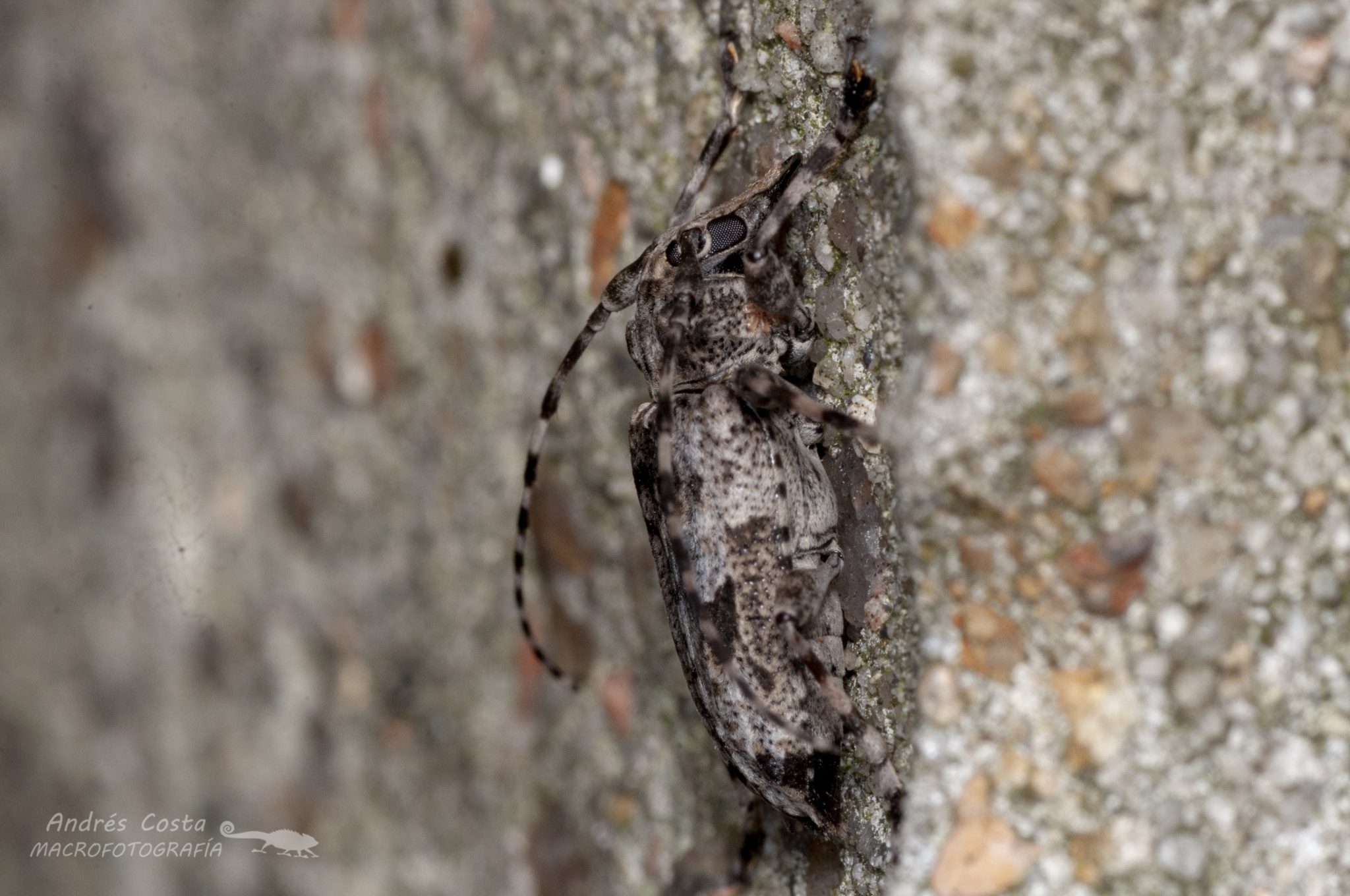 Psapharochrus