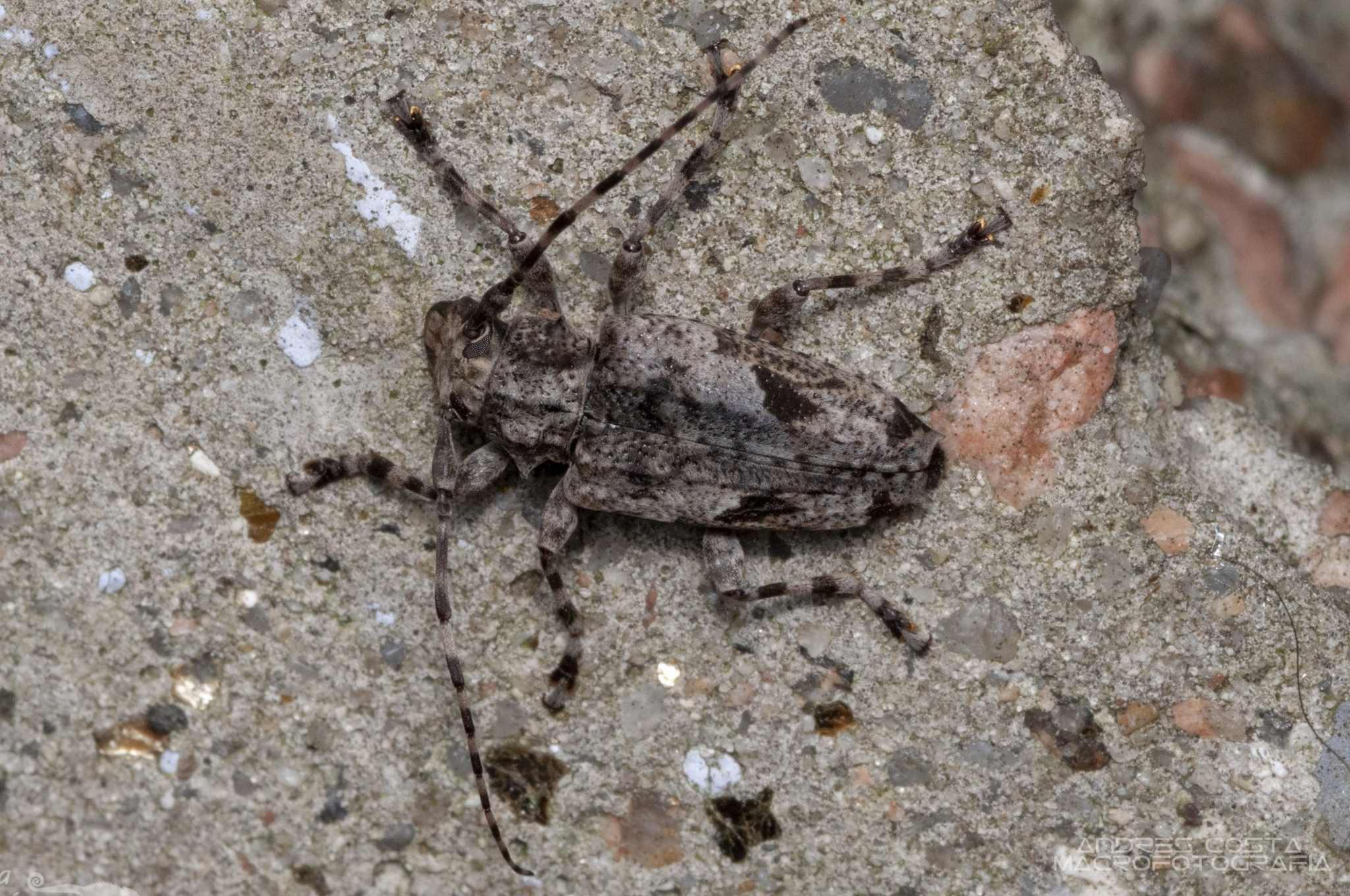 Psapharochrus