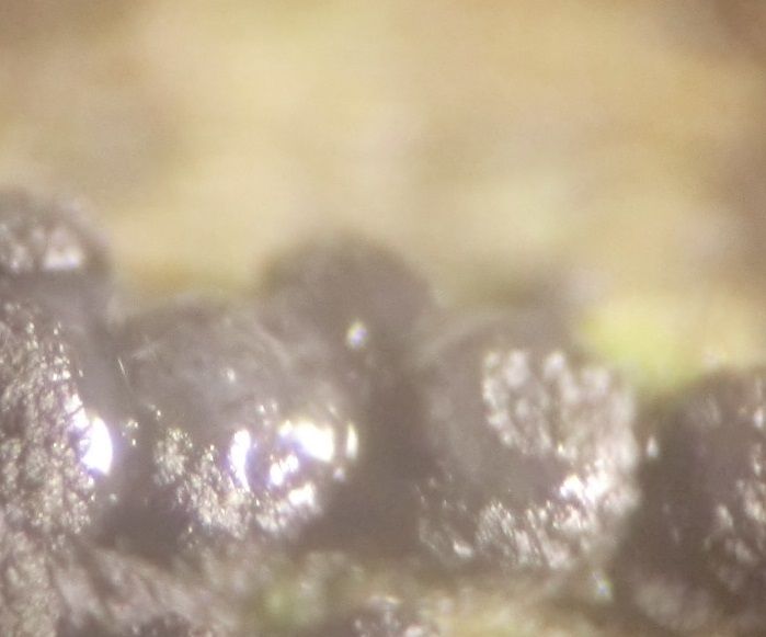 Fusarium sambucinum