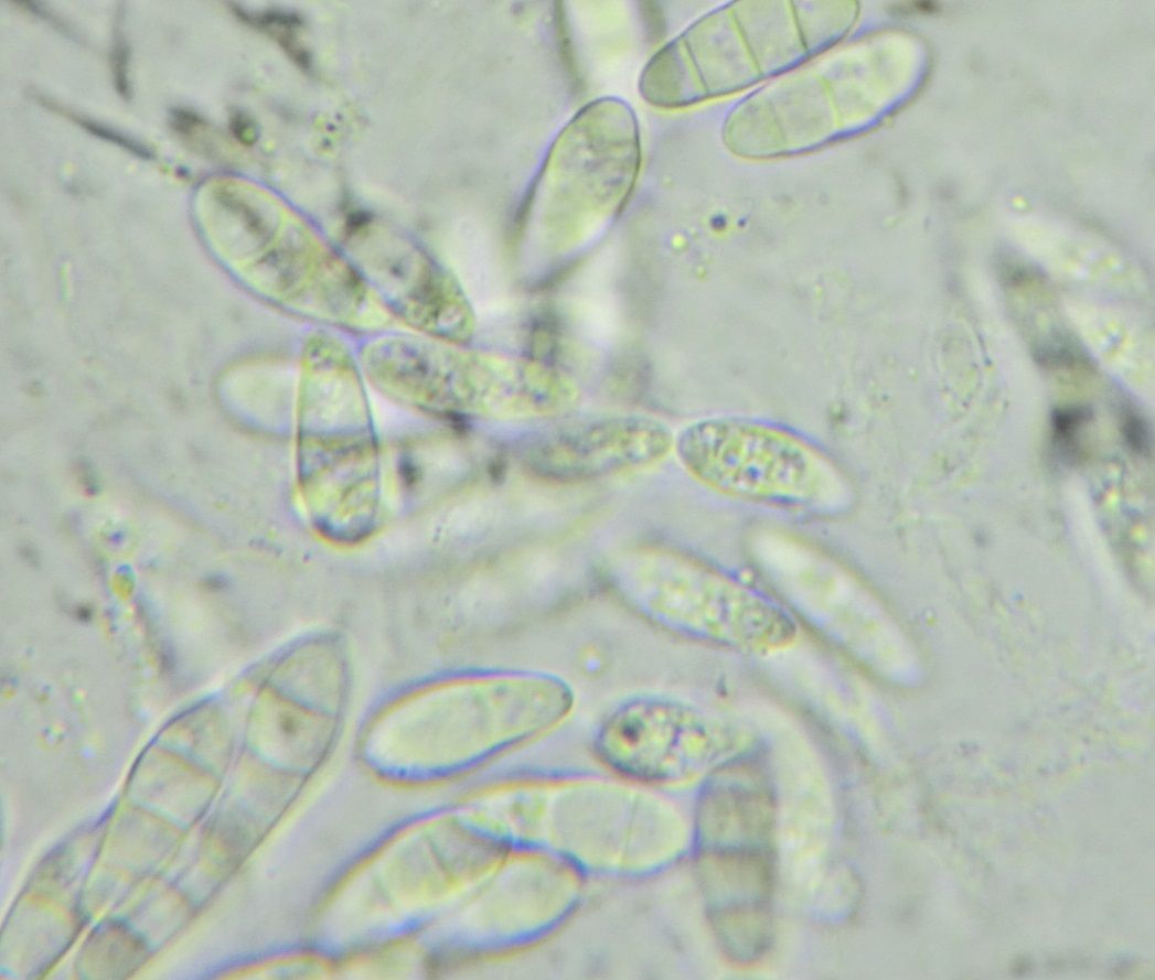 Fusarium sambucinum