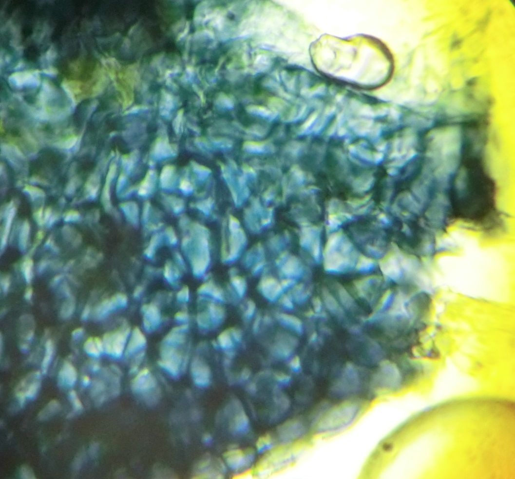 Fusarium sambucinum