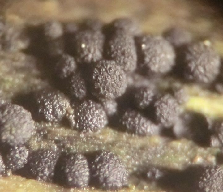 Fusarium sambucinum