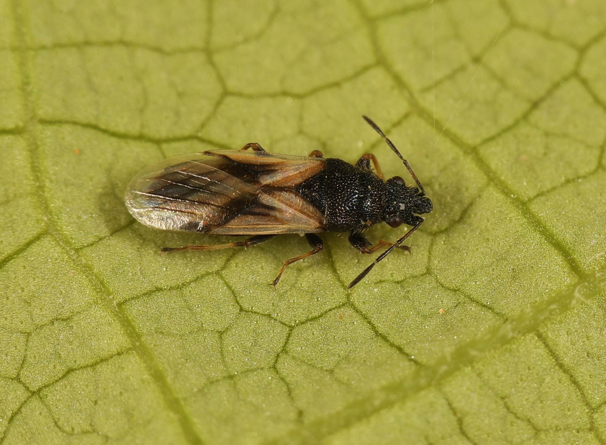 Metopoplax
