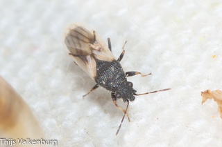 Metopoplax