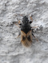 Metopoplax